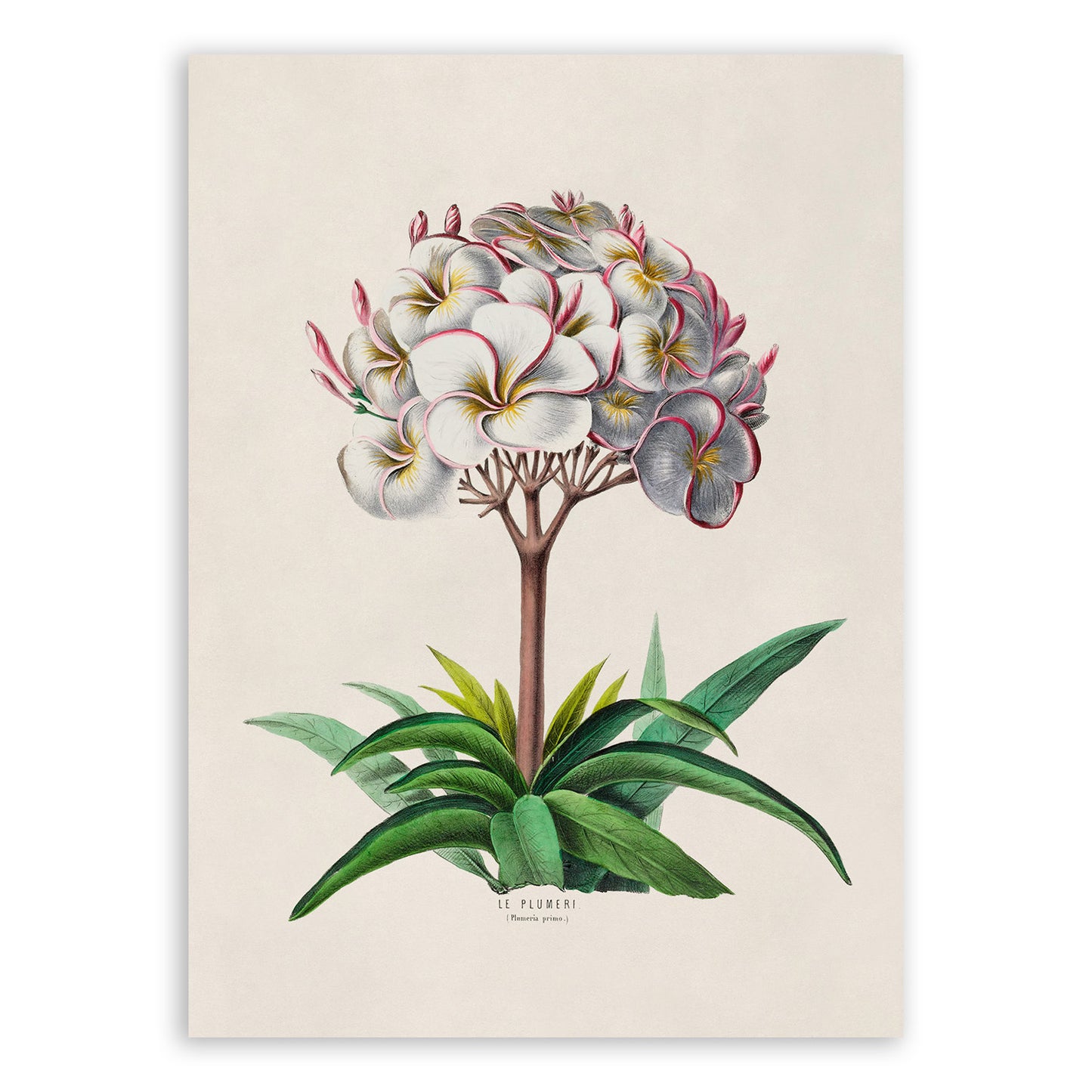 Plumeria Plant Botanical Illustration Print, FDA41