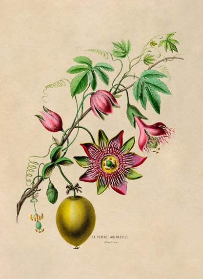 Passion Flower Plant with Fruit Botanical Illustration Print, FDA42