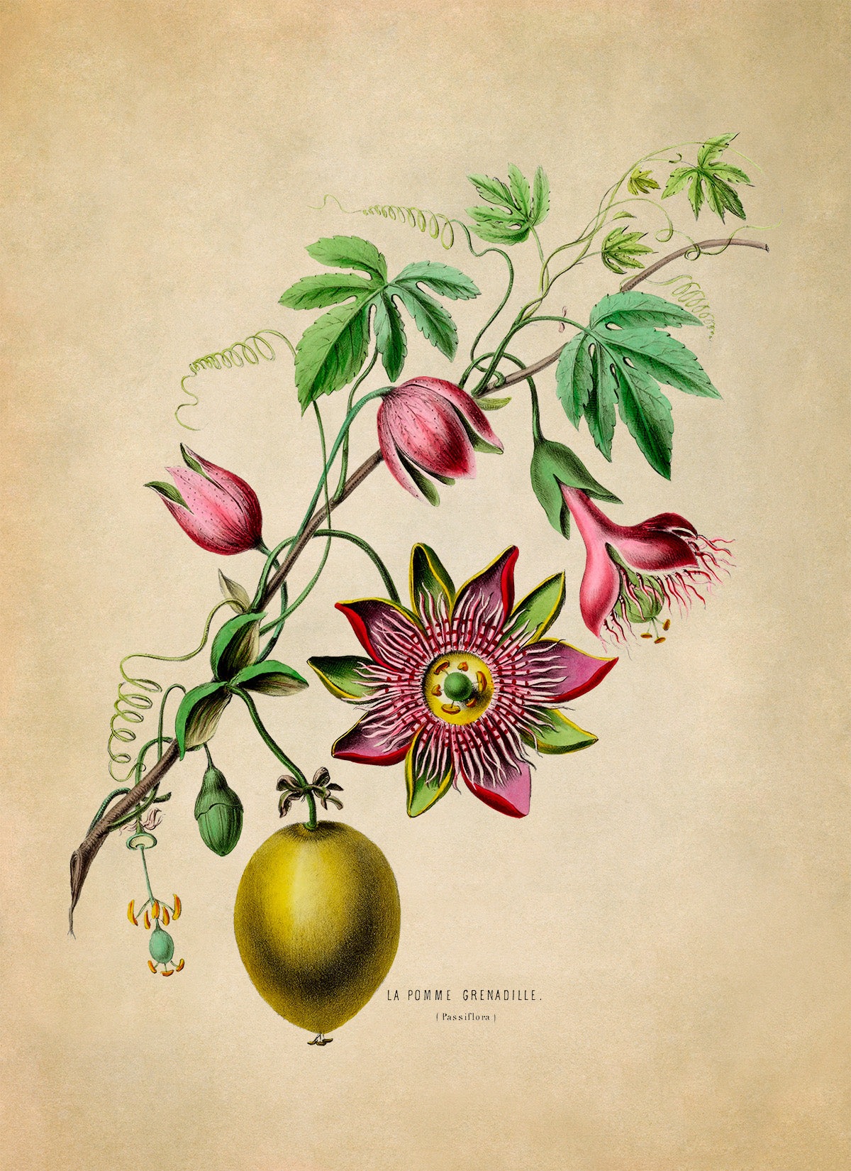 Passion Flower Plant with Fruit Botanical Illustration Print, FDA42