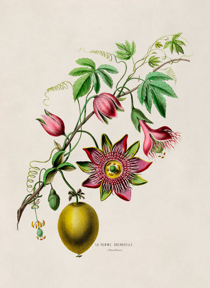 Passion Flower Plant with Fruit Botanical Illustration Print, FDA42