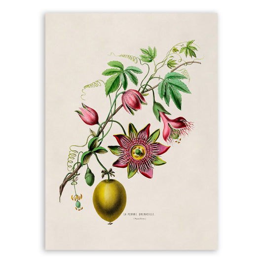 Passion Flower Plant with Fruit Botanical Illustration Print, FDA42