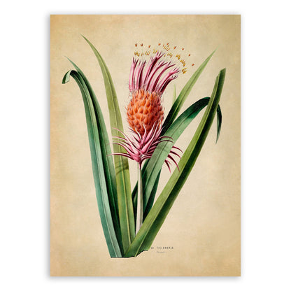 Tillandsia Plant Botanical Illustration Print, FDA43