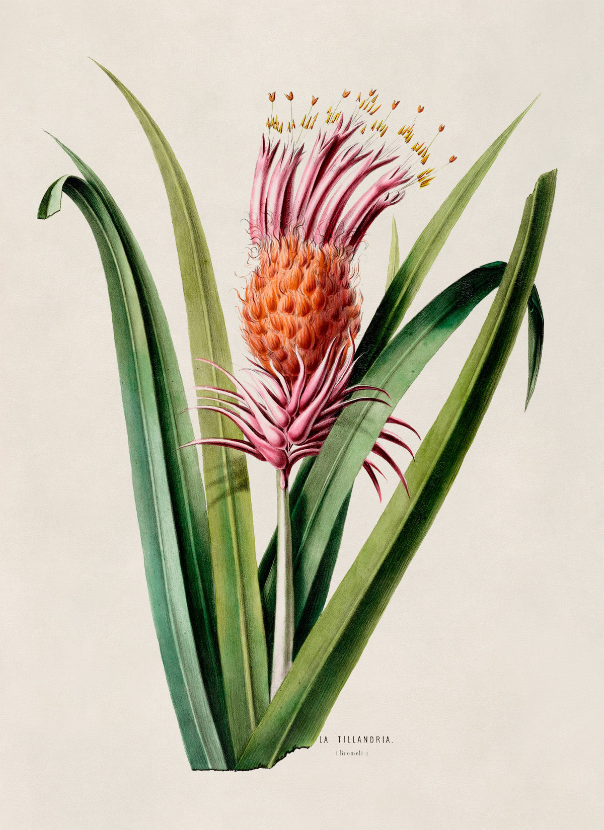 Tillandsia Plant Botanical Illustration Print, FDA43