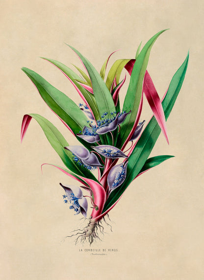 Tradescantia Plant Botanical Illustration Print, FDA44