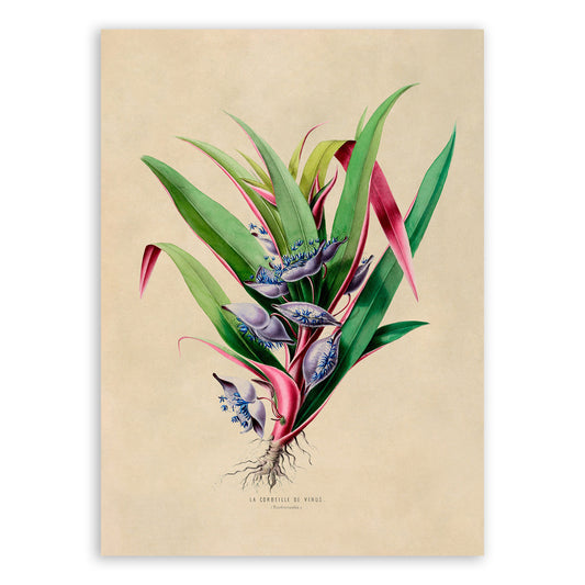 Tradescantia Plant Botanical Illustration Print, FDA44