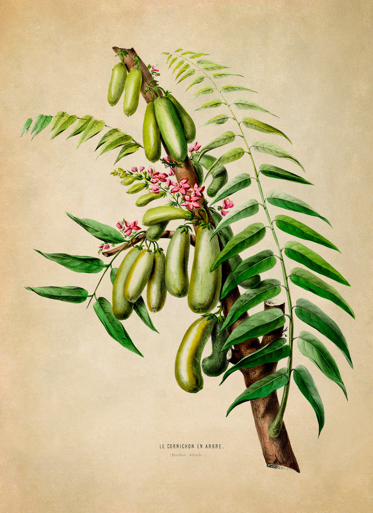 Cucumber Tree Plant Botanical Illustration Print, FDA45