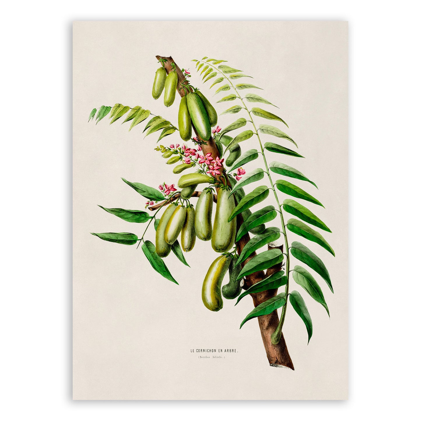 Cucumber Tree Plant Botanical Illustration Print, FDA45