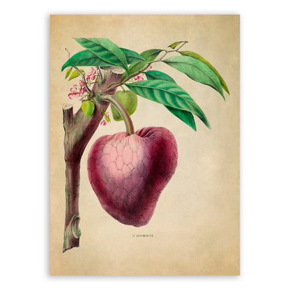 Custard Apple Plant with Fruit Botanical Illustration Print, FDA46