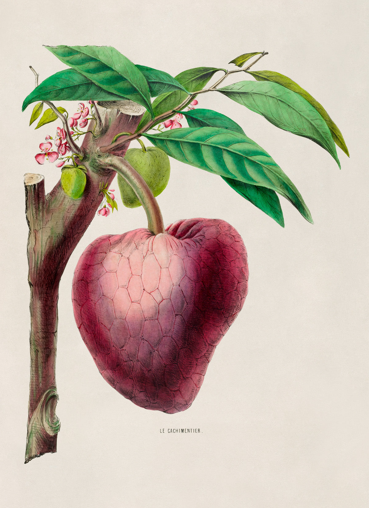 Custard Apple Plant with Fruit Botanical Illustration Print, FDA46