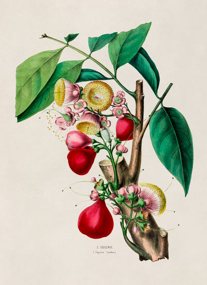 Java Apple Botanical Illustration Print, FDA47