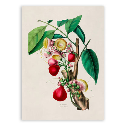 Java Apple Botanical Illustration Print, FDA47