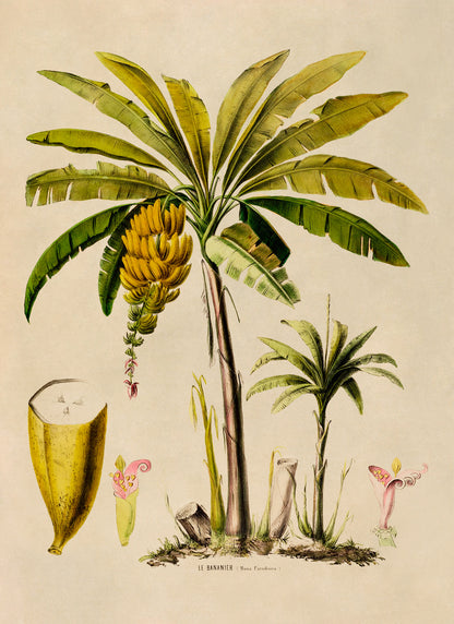 Banana Fruit Tree Botanical Illustration Print, FDA48