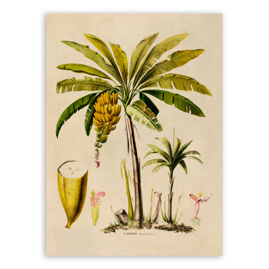 Banana Fruit Tree Botanical Illustration Print, FDA48