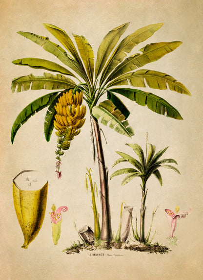 Banana Fruit Tree Botanical Illustration Print, FDA48