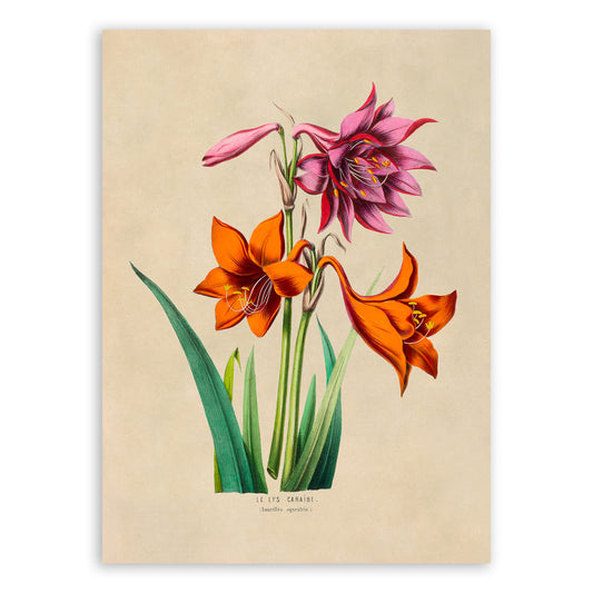 Belladonna Lily Flower Botanical Illustration Print, FDA49