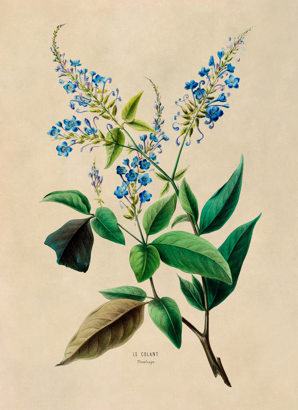 Plumbago Flower Botanical Illustration Print, FDA50