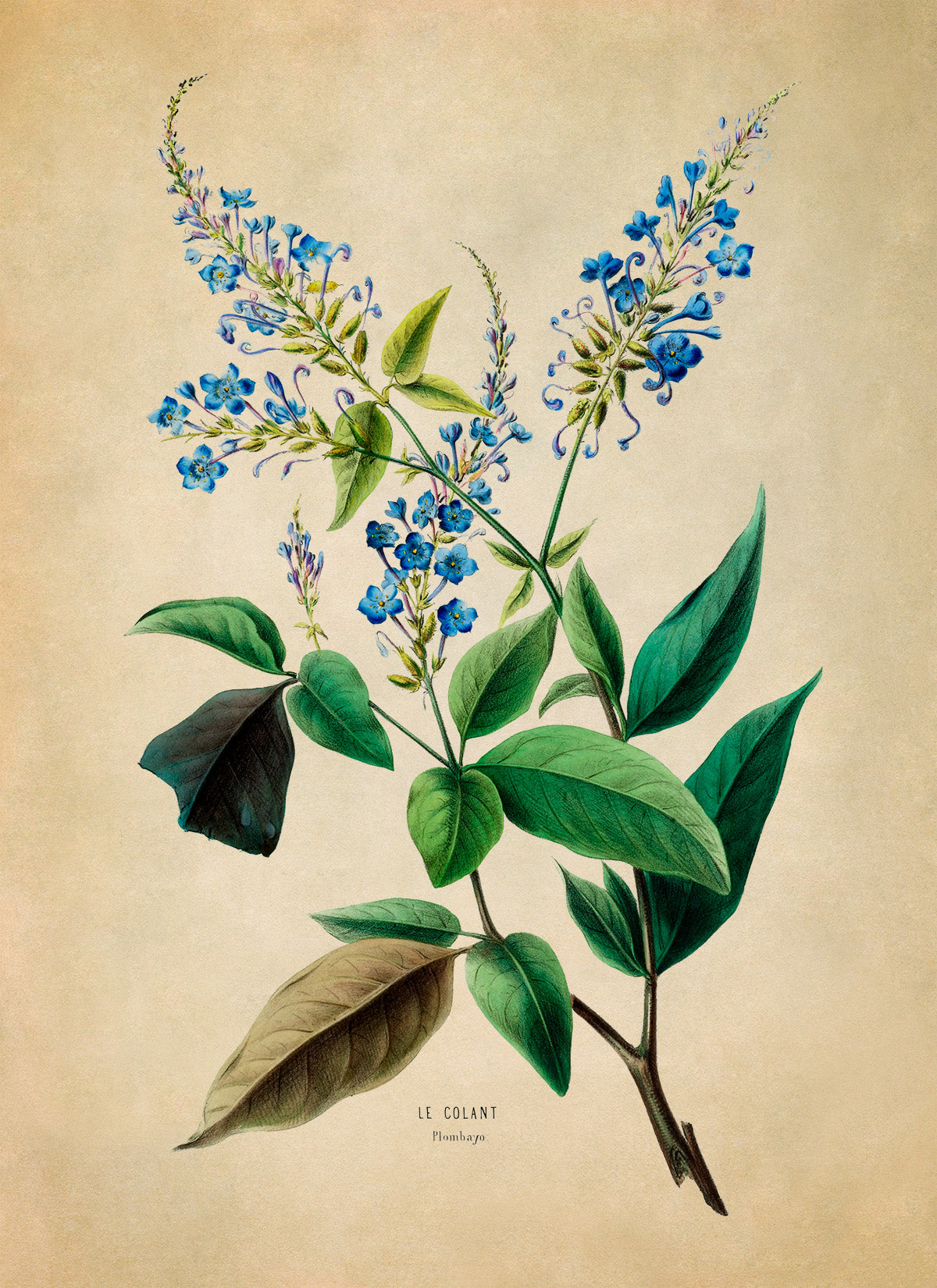 Plumbago Flower Botanical Illustration Print, FDA50