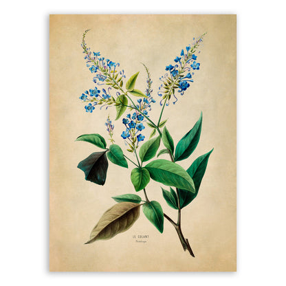 Plumbago Flower Botanical Illustration Print, FDA50