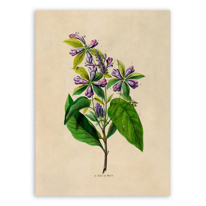 Virginia Bluebell Flower Botanical Illustration Print, FDA51