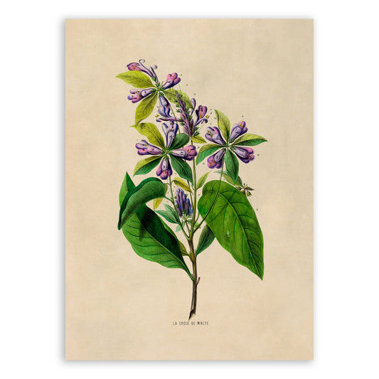 Virginia Bluebell Flower Botanical Illustration Print, FDA51