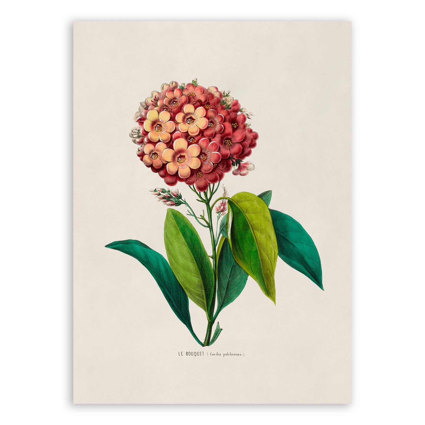 Geiger Tree Flower Botanical Illustration Print, FDA52