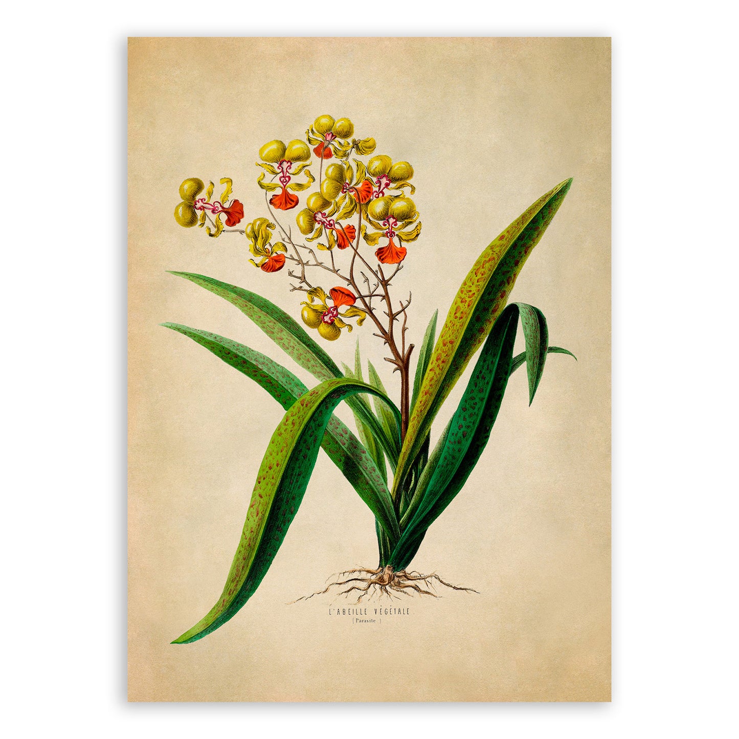 Turtle Shell Orchid Flower Botanical Illustration Print, FDA53