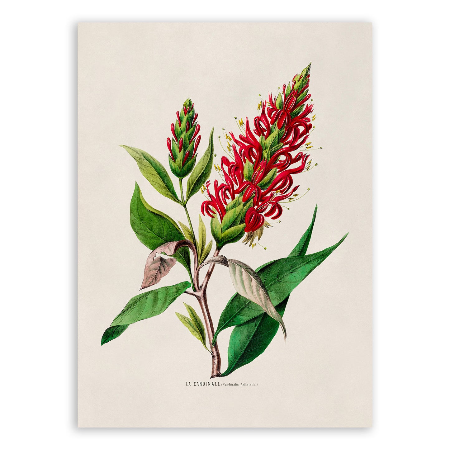 Brazilian Plume Flower Botanical Illustration Print, FDA54