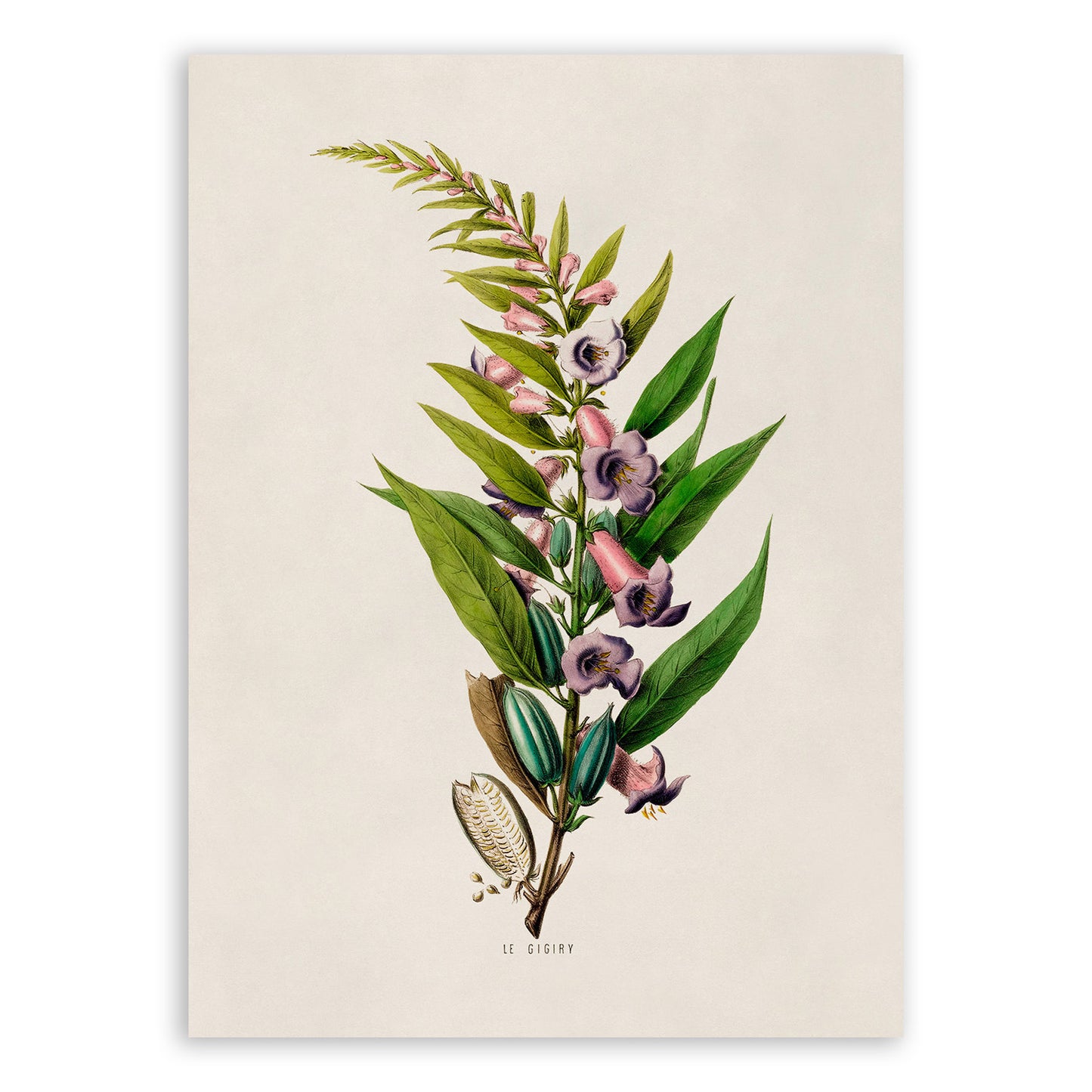 Sesame Plant Botanical Illustration Print, FDA55