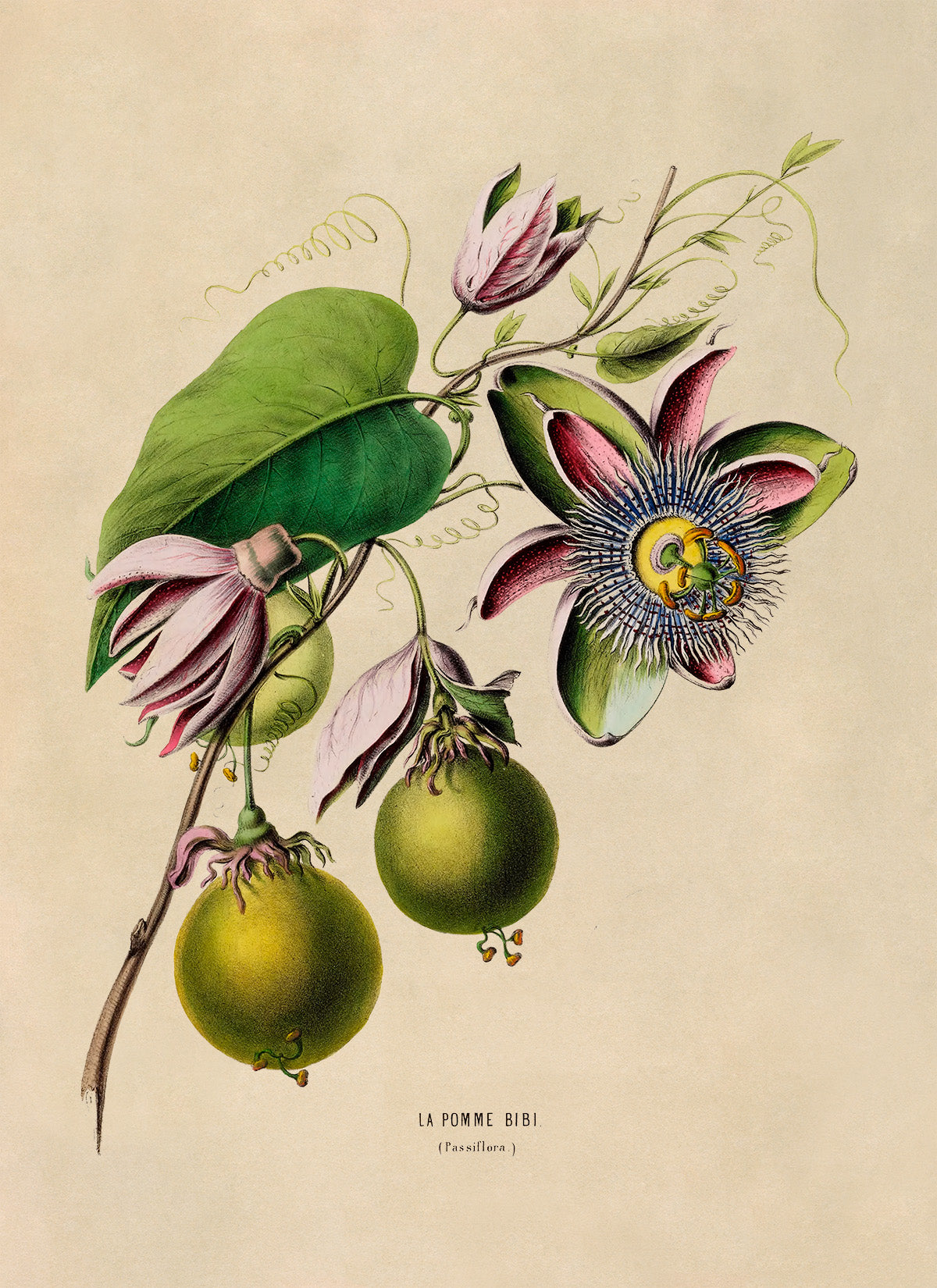 Passion Fruit Plant Botanical Illustration Print, FDA56