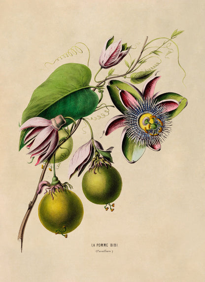 Passion Fruit Plant Botanical Illustration Print, FDA56