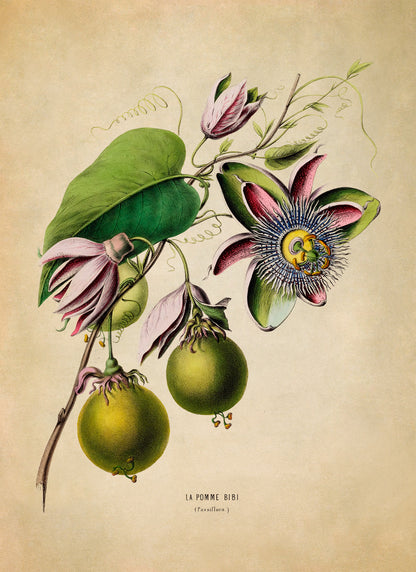 Passion Fruit Plant Botanical Illustration Print, FDA56