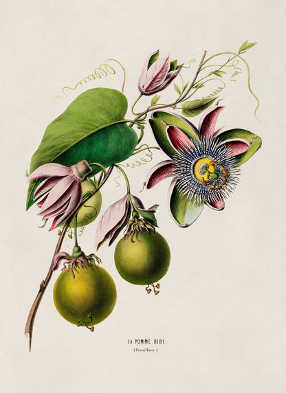 Passion Fruit Plant Botanical Illustration Print, FDA56