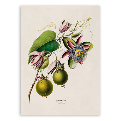 Passion Fruit Plant Botanical Illustration Print, FDA56