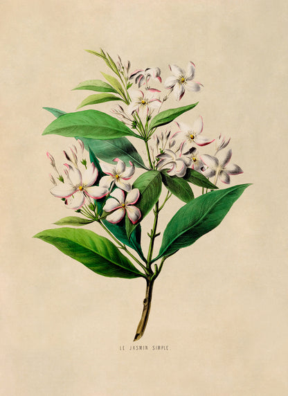 Jasmine Flower Plant Botanical Illustration Print, FDA57