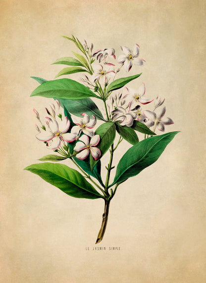 Jasmine Flower Plant Botanical Illustration Print, FDA57