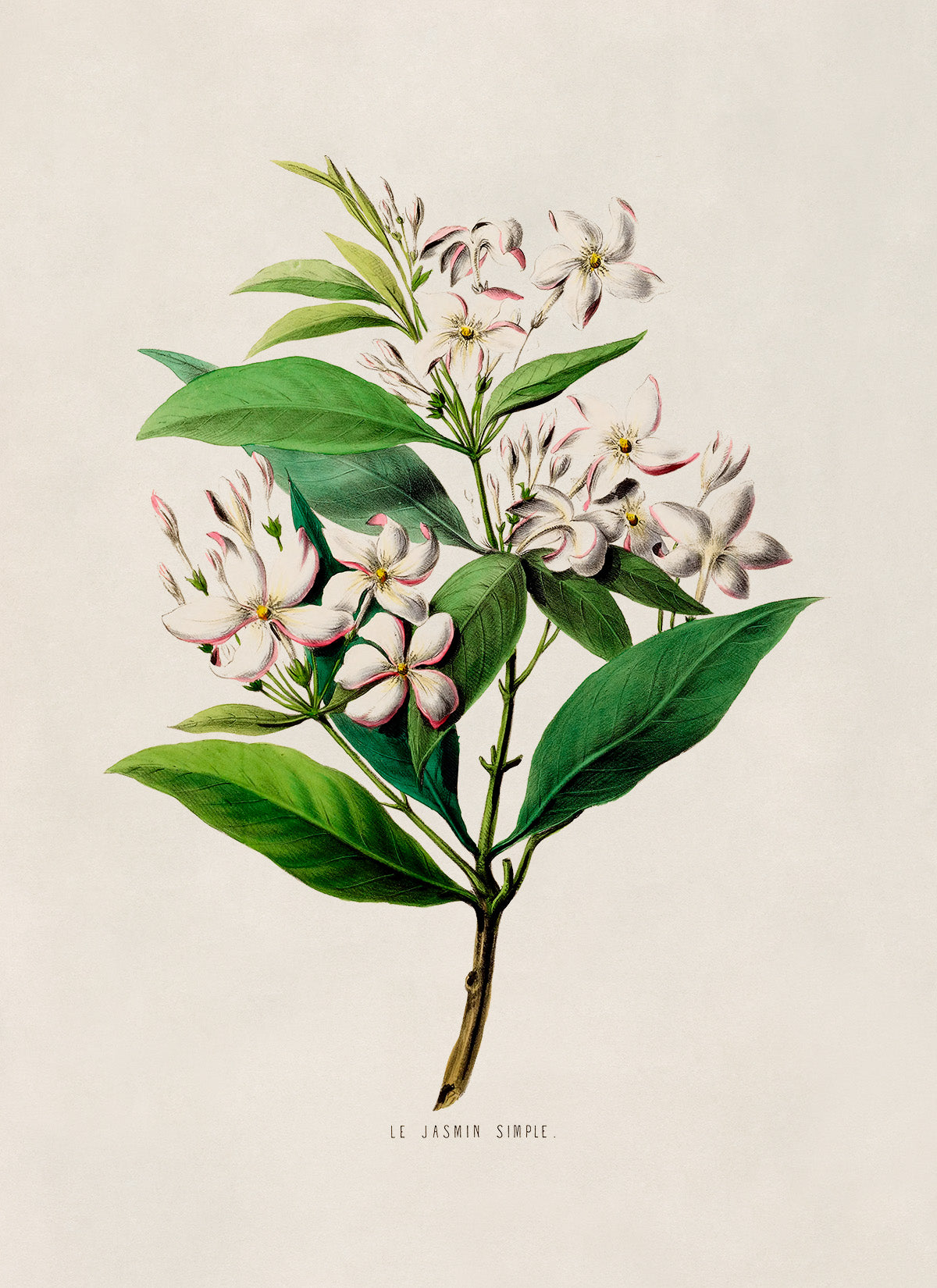 Jasmine Flower Plant Botanical Illustration Print, FDA57