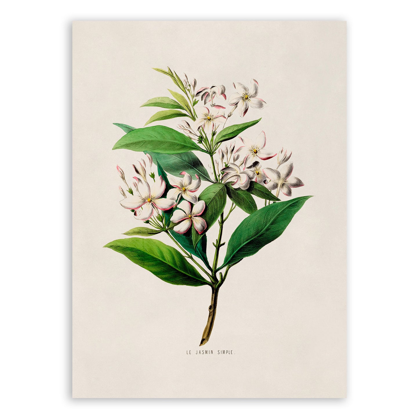 Jasmine Flower Plant Botanical Illustration Print, FDA57