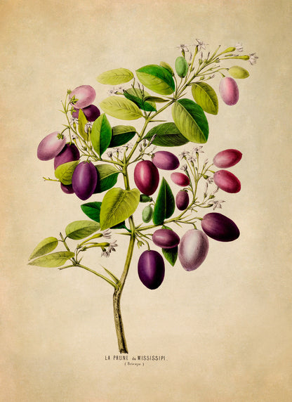 Plum Fruit Plant Botanical Illustration Print, FDA58