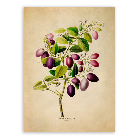 Plum Fruit Plant Botanical Illustration Print, FDA58