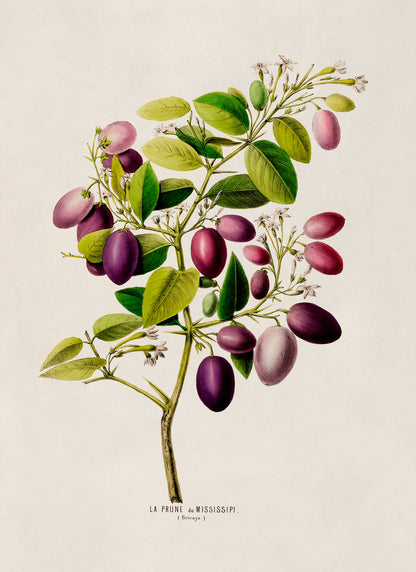 Plum Fruit Plant Botanical Illustration Print, FDA58