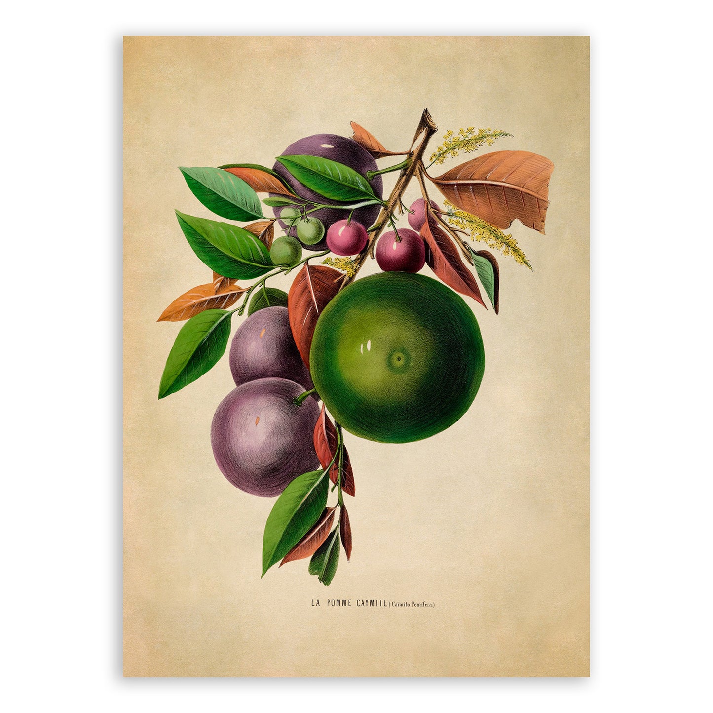 Star Apple Plant Botanical Illustration Print, FDA59