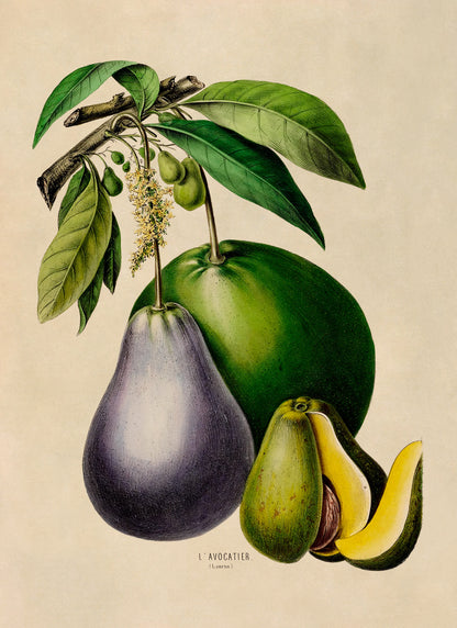 Avocado Fruit Plant Botanical Illustration Print, FDA60