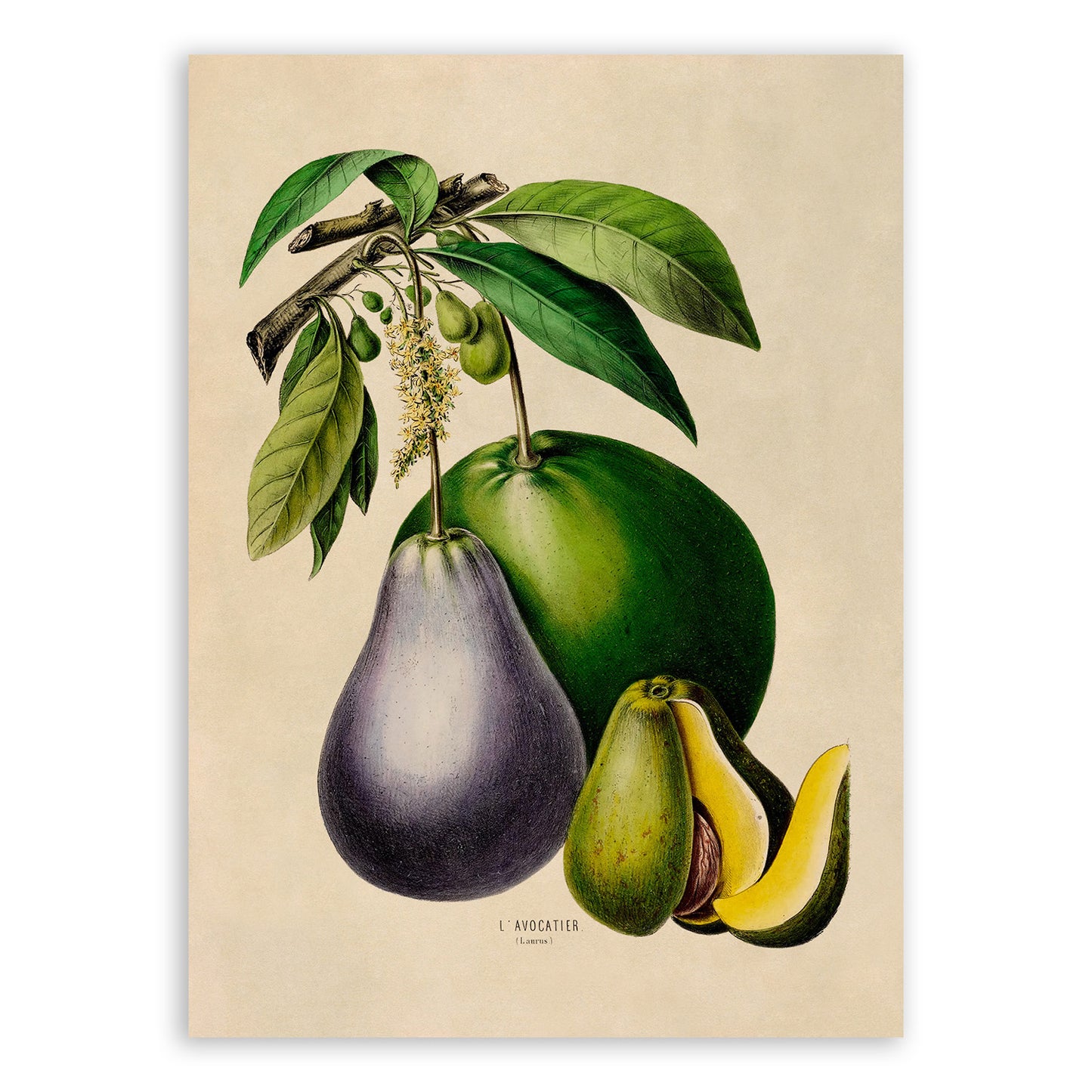 Avocado Fruit Plant Botanical Illustration Print, FDA60