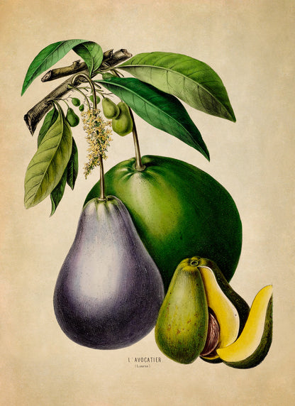 Avocado Fruit Plant Botanical Illustration Print, FDA60