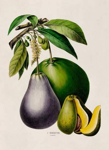 Avocado Fruit Plant Botanical Illustration Print, FDA60