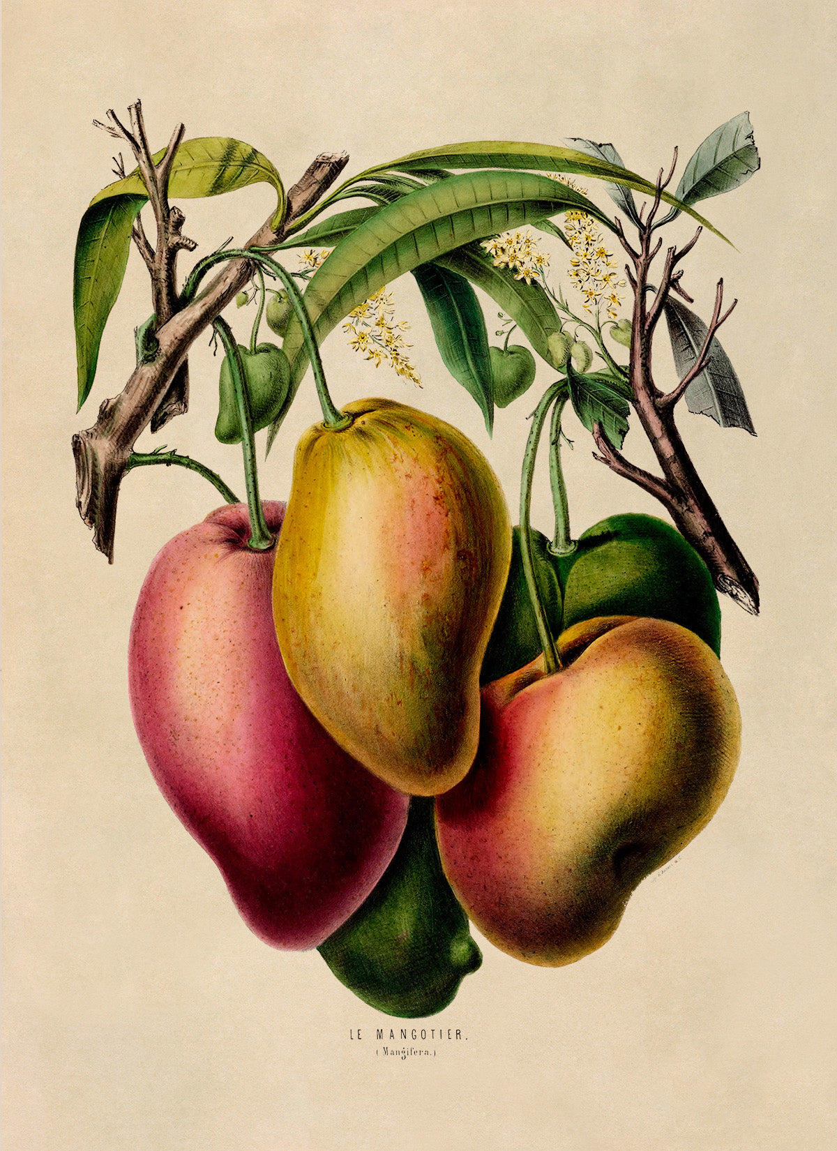 Mango Fruit Plant Botanical Illustration Print, FDA61