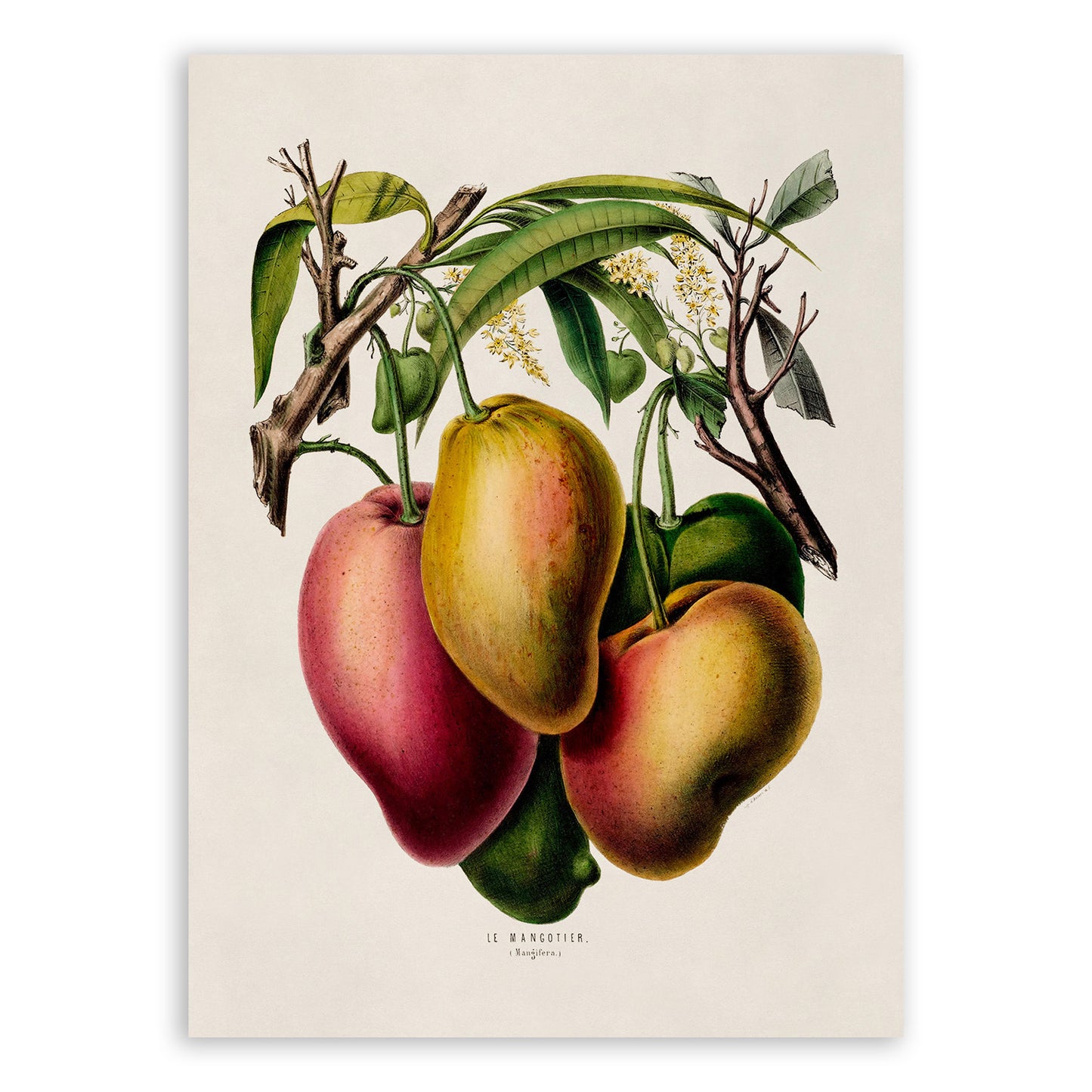 Mango Fruit Plant Botanical Illustration Print, FDA61