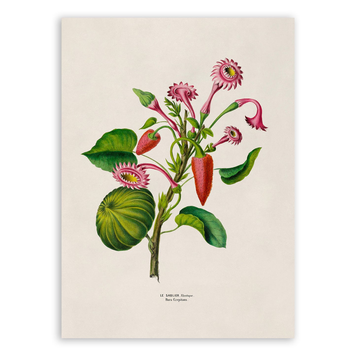 Sandbox Tree Plant Botanical Illustration Print, FDA62