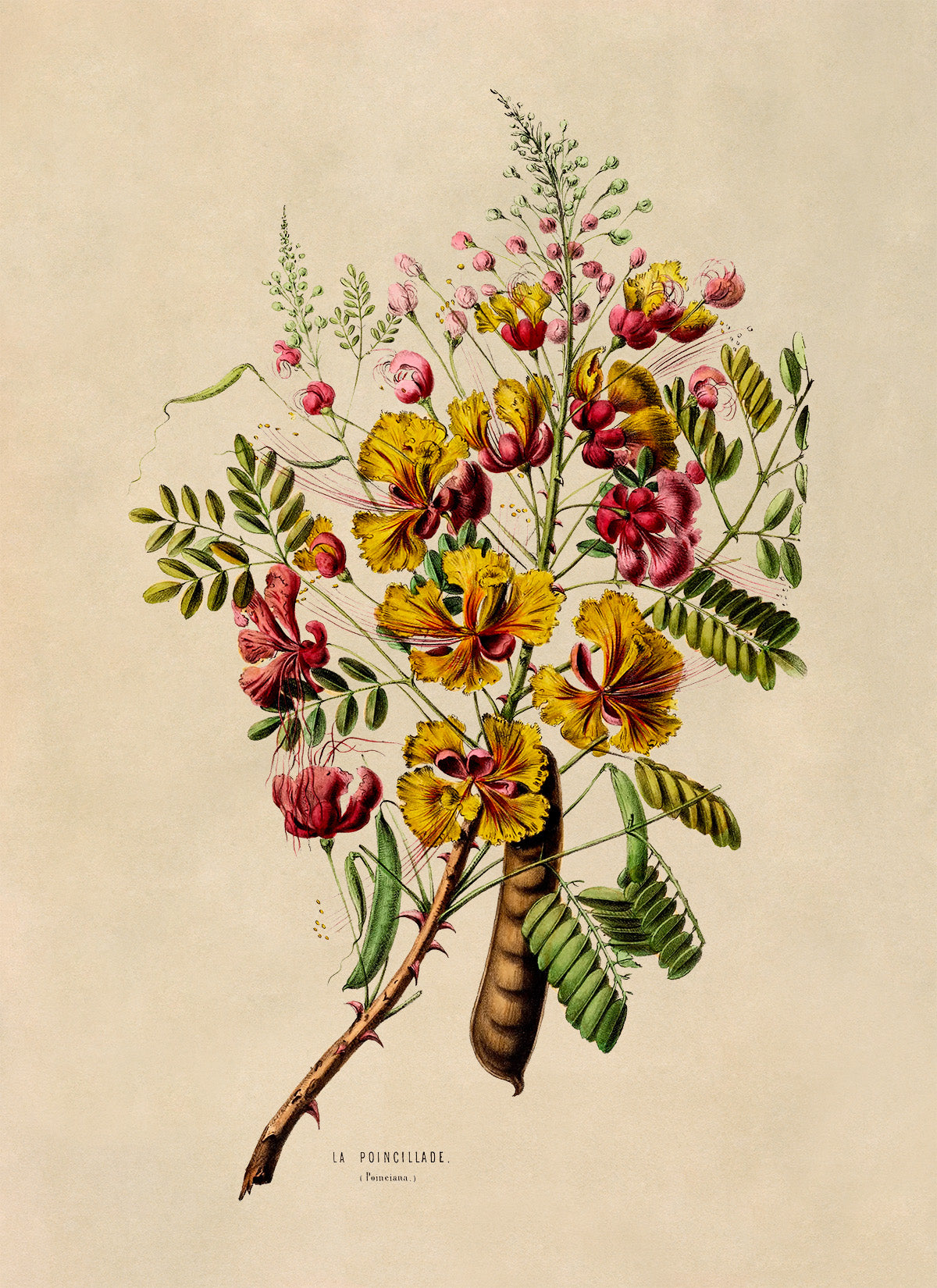 Peacock Flower Plant Botanical Illustration Print, FDA63