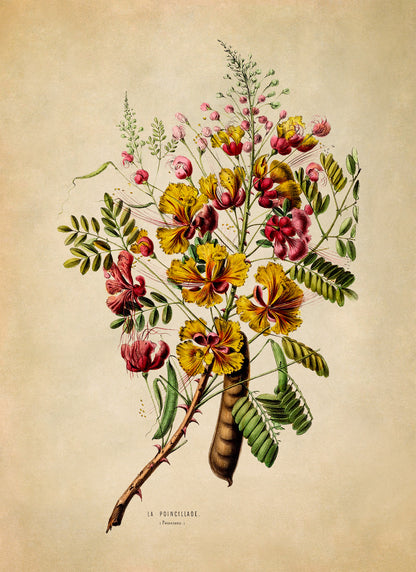 Peacock Flower Plant Botanical Illustration Print, FDA63